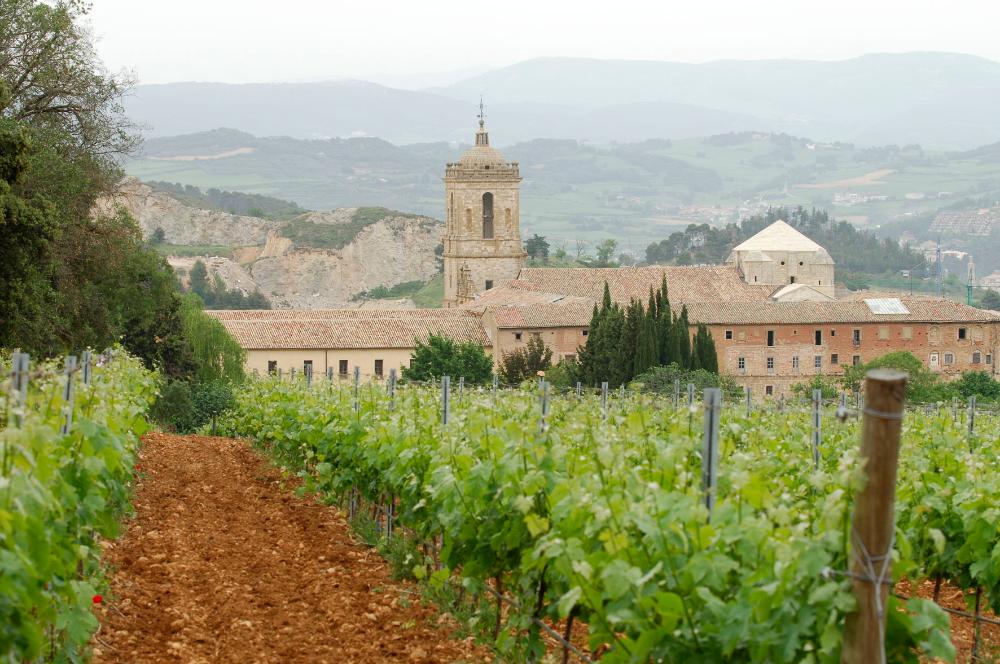 Viñedos de tierra Estella